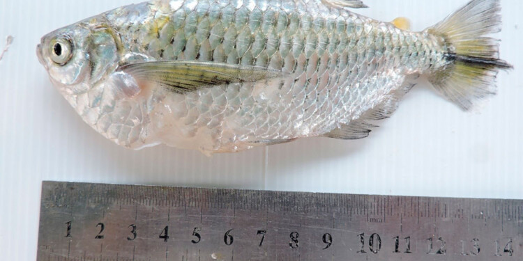 (Foto Gentileza Danilo R. Aichino)