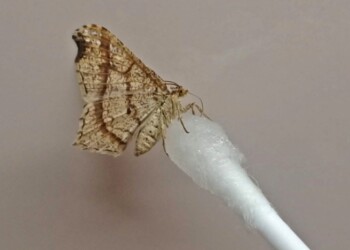 Registran una nueva especie de polilla que habita en la provincia