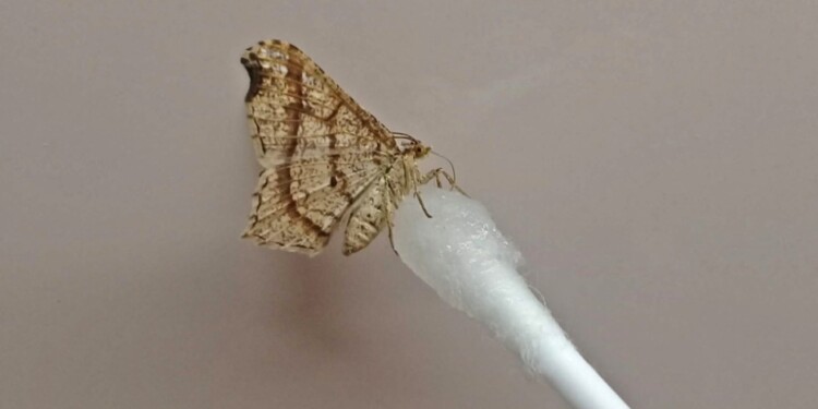 EN LA PROVINCIA. La denominada “Macaria Garupa” se alimenta de una especie de planta local y tiene un ciclo de vida que dura aproximadamente un mes para su desarrollo hasta convertirse en una polilla adulta.