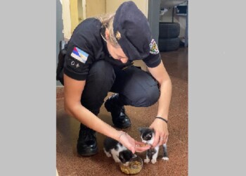 Animales en peligro: la Policía recibe en promedio una denuncia por día