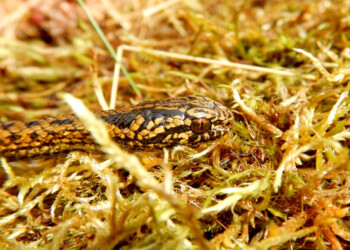 Bautizan “Harrison Ford” a nueva especie de serpiente hallada en la selva de Perú
