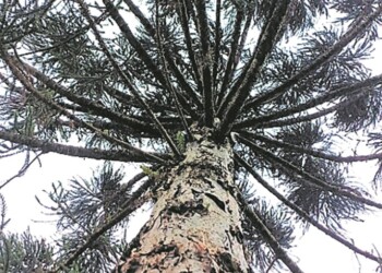 Ecosanación: pino paraná para dar y recibir