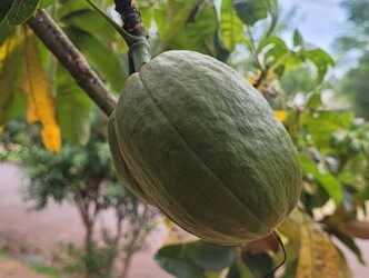 Ecosanación: baobab, cacao y pachira