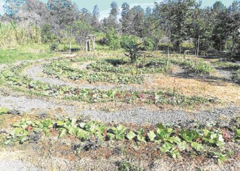 Ecosanación: ¿cómo seguir cuando ya sabemos cómo es?