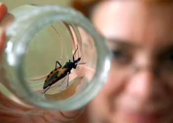 En el Día por una Argentina Sin Chagas, la vacuna de la UBA ya está lista