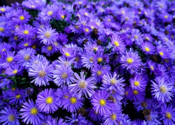 Cromoterapia: Intensidad