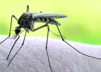 Fiebre de Mayaro en la frontera de Misiones: “No está confirmado por las autoridades brasileñas” 