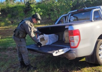 Lo detuvieron y encontraron cerca de 400 kilos de marihuana en su camioneta