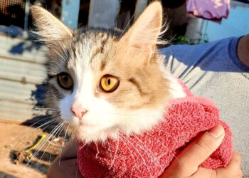 Siguen los operativos del IMuSA en Posadas