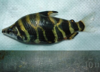 Peces del río Paraná: Abramites hypselonotus