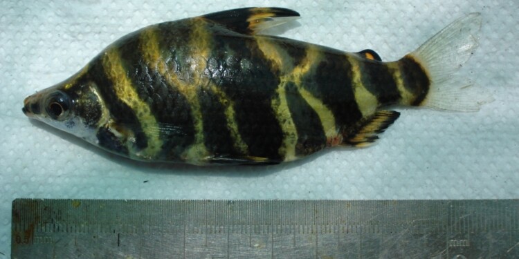 JIKII/ Foto gentileza Lic. D.R. Aichino