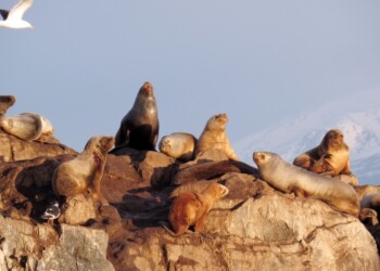 Se confirmó un caso positivo de influenza aviar en mamíferos