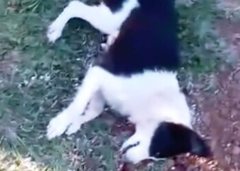 Itaembé Guazú se moviliza contra un vecino que mató a pedradas a una perra