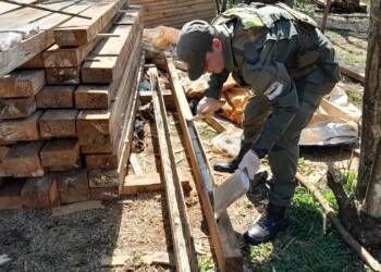 Secuestran millonaria carga de marihuana escondida entre tirantes de madera