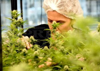 Ley de Cannabis: “Vamos a poder desarrollar una variedad de cosas”