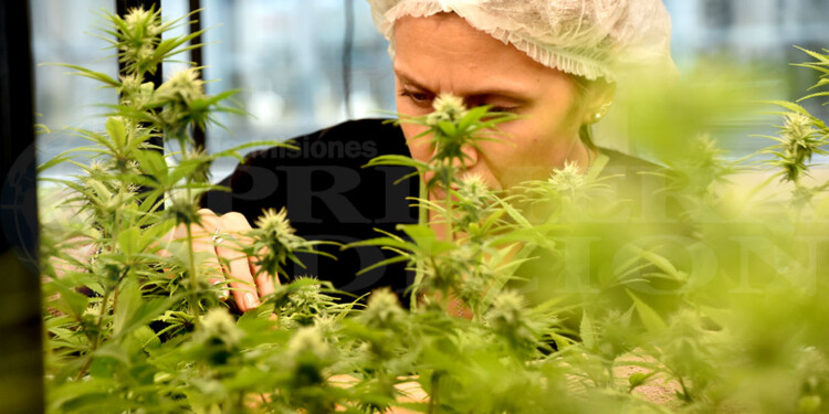 EN DESARROLLO. Incluso antes de la modificación de la Ley, Misiones ya se adelantó con investigaciones sobre productos con un uso preciso de THC y que pueda aplicarse para mejorar la calidad de vida de la población.