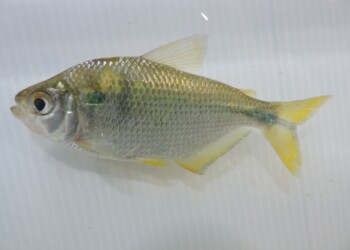 Peces del río Paraná: Astyanax lacustris