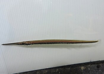 Peces del río Paraná: Potamorrhaphis eigenmanni