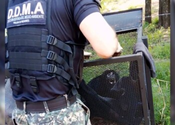 Rescataron a un mono carayá herido en el barrio Punta Alta de Garupá
