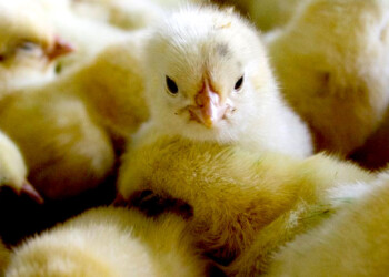 Calculan que el contrabando de pollos triplica la venta legal autorizada por el SENASA