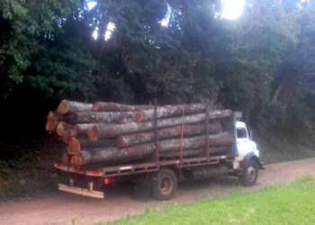 Arauco presiona con el avance  del pino en Puente Quemado II