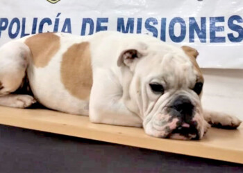 Elevan a juicio una causa por intento de cobrar rescate por un bulldog