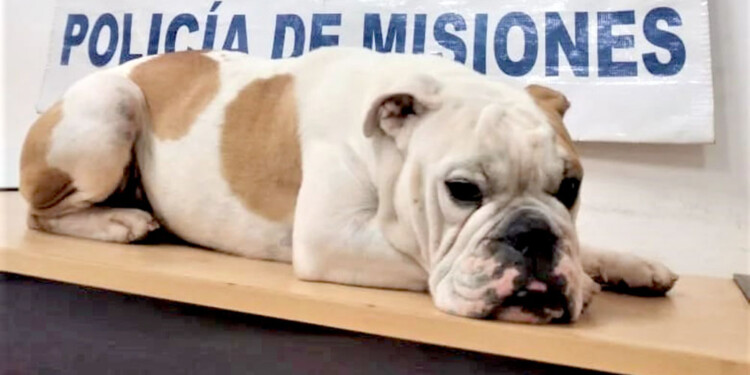 QUIETO PARA LA FOTO. El bulldog inglés recuperado por la Unidad Regional X.