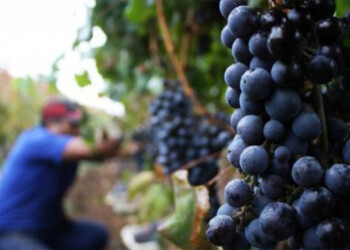 “Por decisión de Massa el sector vitívinicola no va a pagar más retenciones”