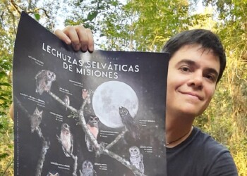 Ama la selva y creó un póster con las 13 especies de lechuzas de nuestra zona