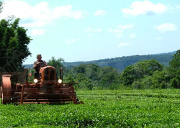 Discuten precio del té en medio de problemas con el dólar, falta de fertilizantes y glifosato
