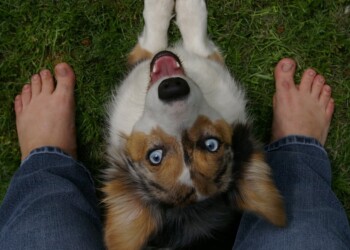 Aprende a observar a tu perro y conectar