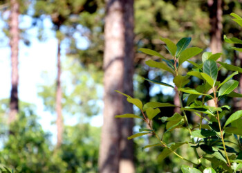 Federación Agraria pide al INYM reflotar la “cláusula gatillo” para actualizar precios