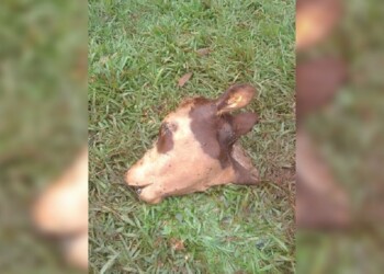 Denuncian otro caso de abigeato en el mismo lote donde hubo un tiroteo en 2020