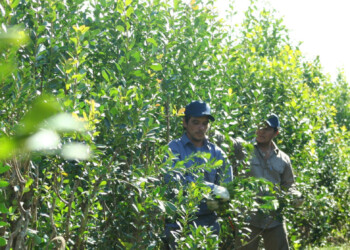 La fijación de precios para la yerba mate entra en etapa de definición