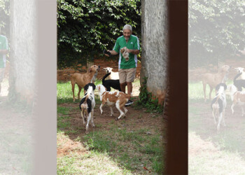 Raúl vive de una pensión, tiene 33 animales rescatados y pide ayuda