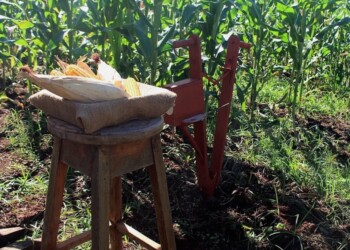 Bautista, el maíz “misionerista”