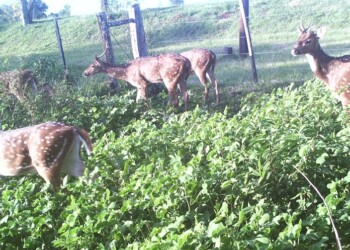 Advierten el avance de tropillas de ciervos orientales en inmediaciones de la RN 105