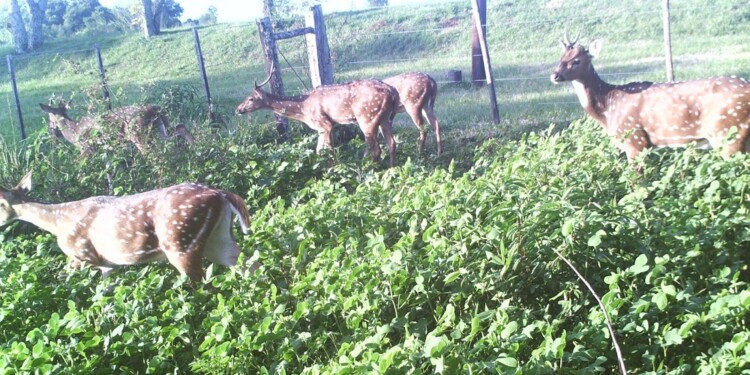 SIN LÍMITES. Los ciervos fueron captados por cámaras trampa y temen por las producciones de la región.