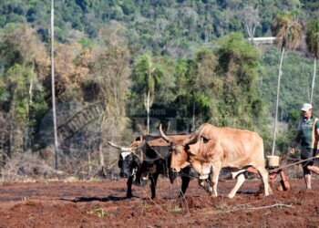 Premios CAPA: serán reconocidas las mejores producciones periodísticas del agro