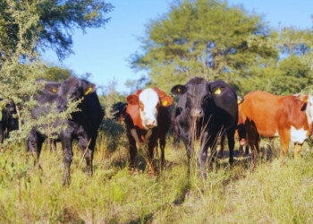 Pautas para integrar ganadería intensiva con el bosque nativo