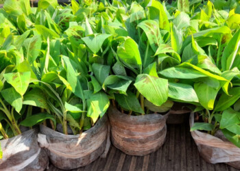 Profundizan la apuesta de la banana para la diversificación productiva