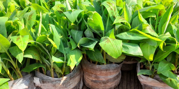 BANANOS. 12.600 plantines fueron entregados a productores misioneros para que puedan avanzar en su diversificación.
