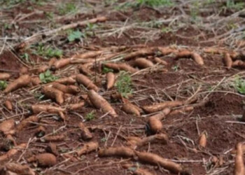 Mandioca de descarte tuvo buenos resultados para la dieta de cerdos