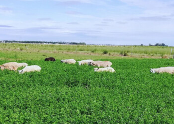 Alfalfa: desarrollan una variedad ideal para pastoreo directo