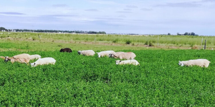 ALFALFA. Presentan un variedad ideal para pastoreo directo que permite disminuir el empaste y sus efectos.