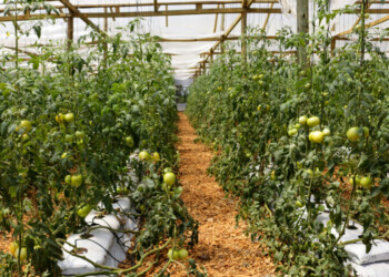 Productores de tomates se forman en busca del autoabastecimiento provincial