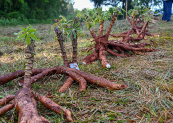 Productores se capacitaron en nuevas técnicas de cultivo