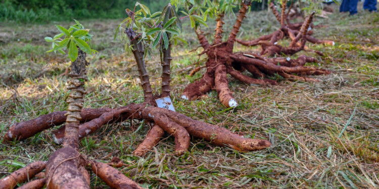 PROTECCIÓN DEL SUELO. El capacitador hizo especial énfasis en el cuidado del suelo para la producción.