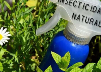 Remedios naturales para combatir plagas en el jardín o en la huerta