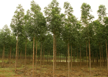 Control de plagas asociado al cuidado del patrimonio forestal